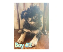 12 weeks Chinese crested puppies for sale - 9