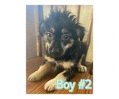 12 weeks Chinese crested puppies for sale - 10