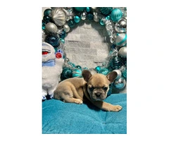 2 male and 3 female French bulldog puppies - 10