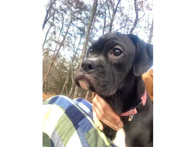 Playful female boxer puppy - 1/4