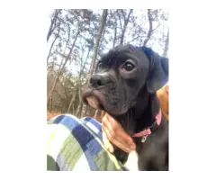 Playful female boxer puppy - 1