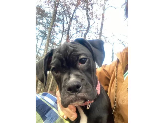 Playful female boxer puppy - 2/4