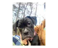 Playful female boxer puppy - 2