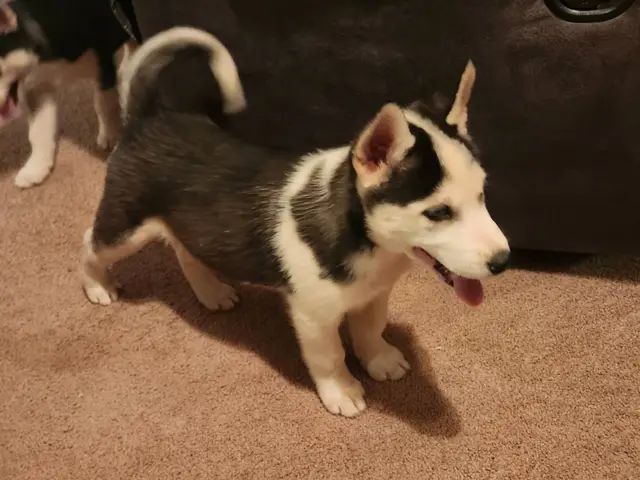2 Husky puppies Available - 2/3