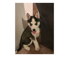 2 Husky puppies Available - 3