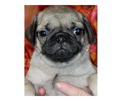 Baby Pug Puppies Fawn & Black - 2