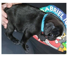 Baby Pug Puppies Fawn & Black - 3