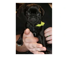 Baby Pug Puppies Fawn & Black - 6