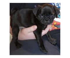 Baby Pug Puppies Fawn & Black - 7