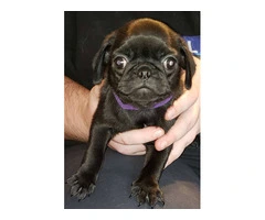 Baby Pug Puppies Fawn & Black - 8
