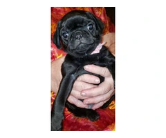 Baby Pug Puppies Fawn & Black - 10