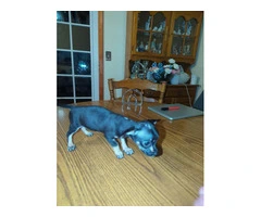 2 Chihuahua x Dachshund puppies - 3