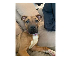 Young Boxer Pit puppy - 1