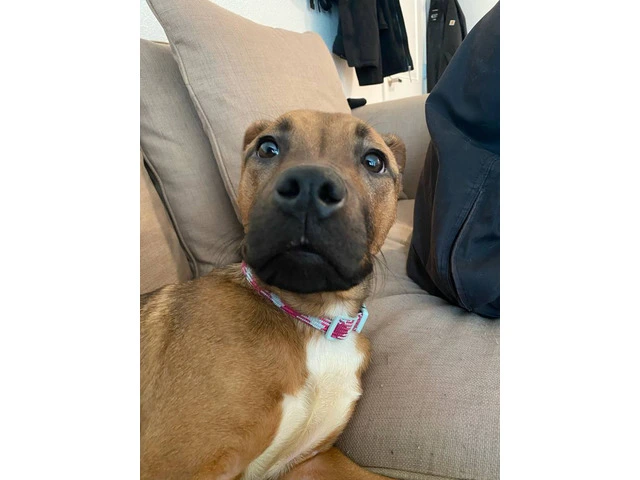 Young Boxer Pit puppy - 2/4