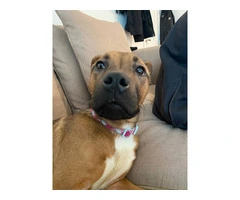 Young Boxer Pit puppy - 2