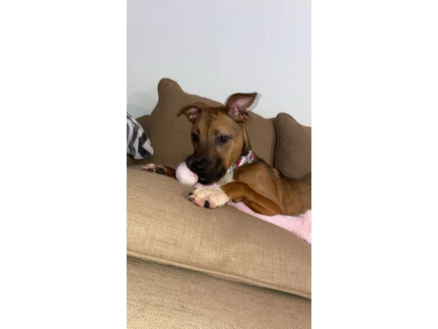 Young Boxer Pit puppy - 4/4
