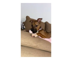 Young Boxer Pit puppy - 4