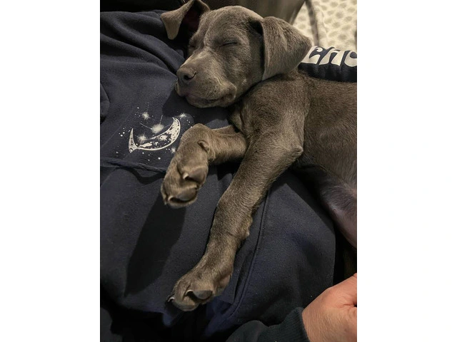 Blue nose pit puppy - 1/4