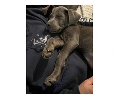 Blue nose pit puppy
