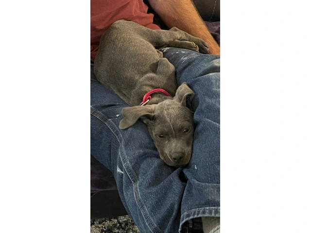 Blue nose pit puppy - 4/4