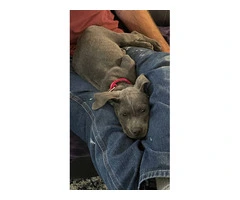 Blue nose pit puppy - 4