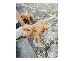 2 boy Goldendoodle puppies for sale