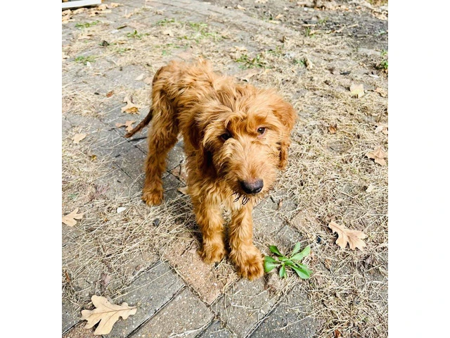 2 boy Goldendoodle puppies for sale - 2/4