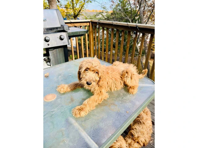 2 boy Goldendoodle puppies for sale - 4/4
