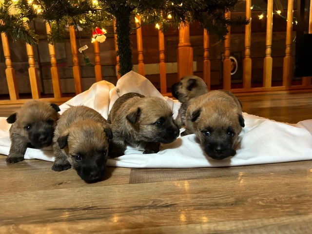 Cairn Terrier Puppies for Christmas - 1/4