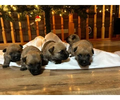 Cairn Terrier Puppies for Christmas