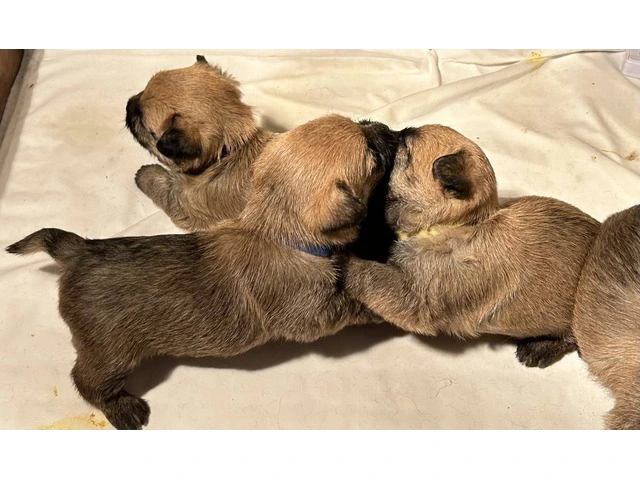 Cairn Terrier Puppies for Christmas - 2/4