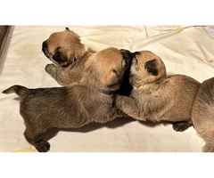 Cairn Terrier Puppies for Christmas - 2