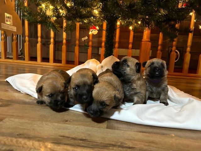 Cairn Terrier Puppies for Christmas - 3/4