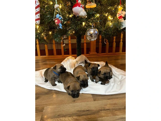 Cairn Terrier Puppies for Christmas - 4/4