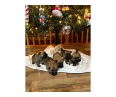 Cairn Terrier Puppies for Christmas - 4