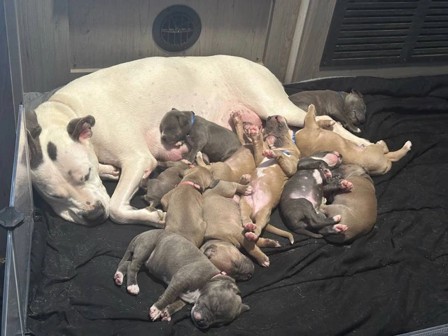XL Bully Pit puppies - 1/12