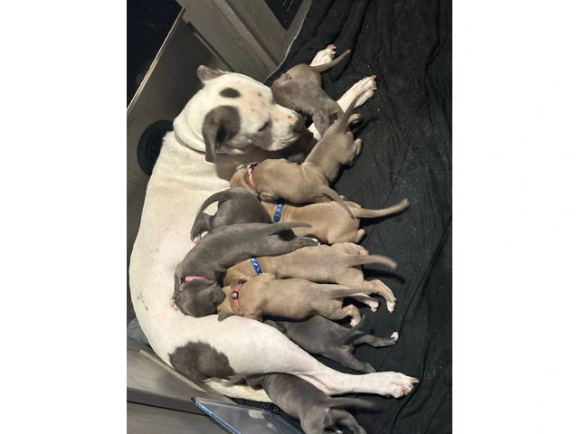 XL Bully Pit puppies - 2/12