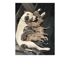 XL Bully Pit puppies - 2