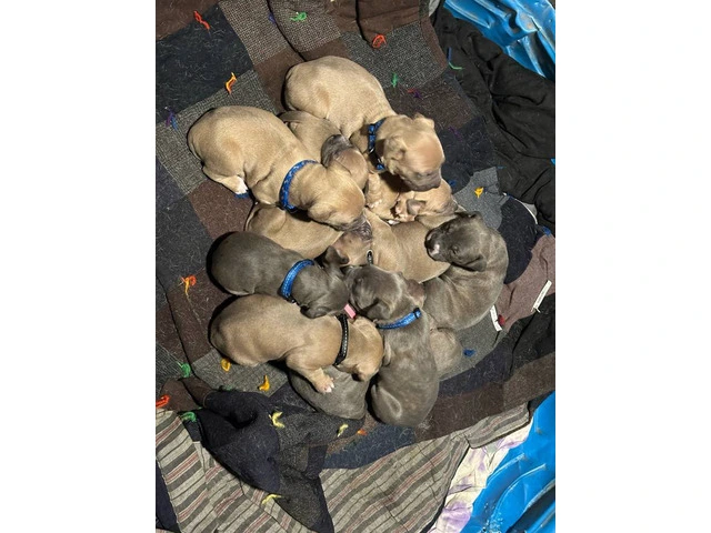 XL Bully Pit puppies - 3/12