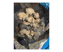 XL Bully Pit puppies - 3