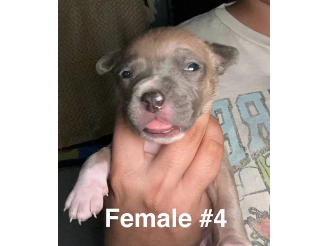 XL Bully Pit puppies - 4/12