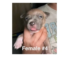 XL Bully Pit puppies - 4