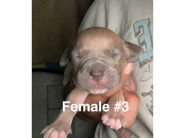 XL Bully Pit puppies - 5/12
