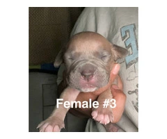 XL Bully Pit puppies - 5