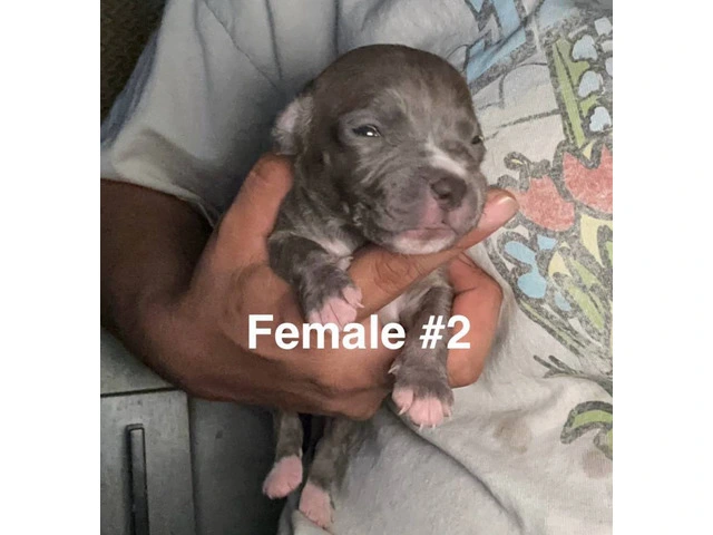XL Bully Pit puppies - 6/12