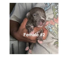 XL Bully Pit puppies - 6