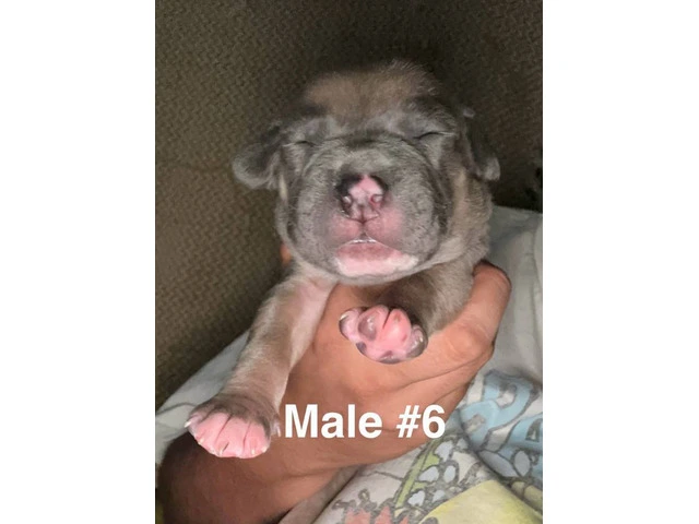 XL Bully Pit puppies - 7/12