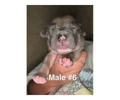 XL Bully Pit puppies - 7