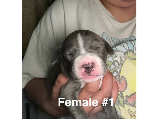 XL Bully Pit puppies - 8/12