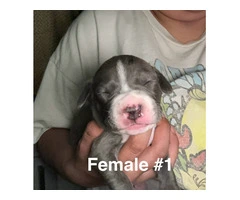 XL Bully Pit puppies - 8